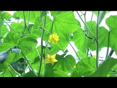 Automatyczna szklarnia z oświetleniem o szerokości 8 -11 m, przyjazna dla środowiska