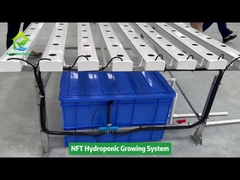 Hodowla pionowa Hodowla bezglebna Hodowla hydroponiczna System rur kwadratowych NFT