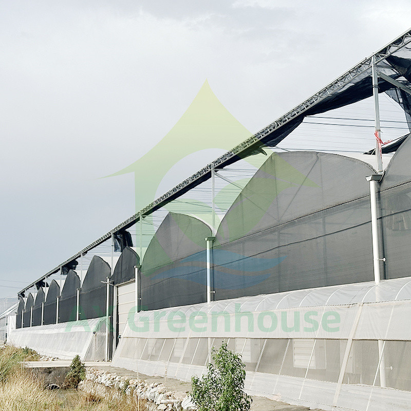Szklarnia z plastikowego folii PE Multi Span Tomato Poly Tunnel dla owoców i warzyw z siecią cieniową