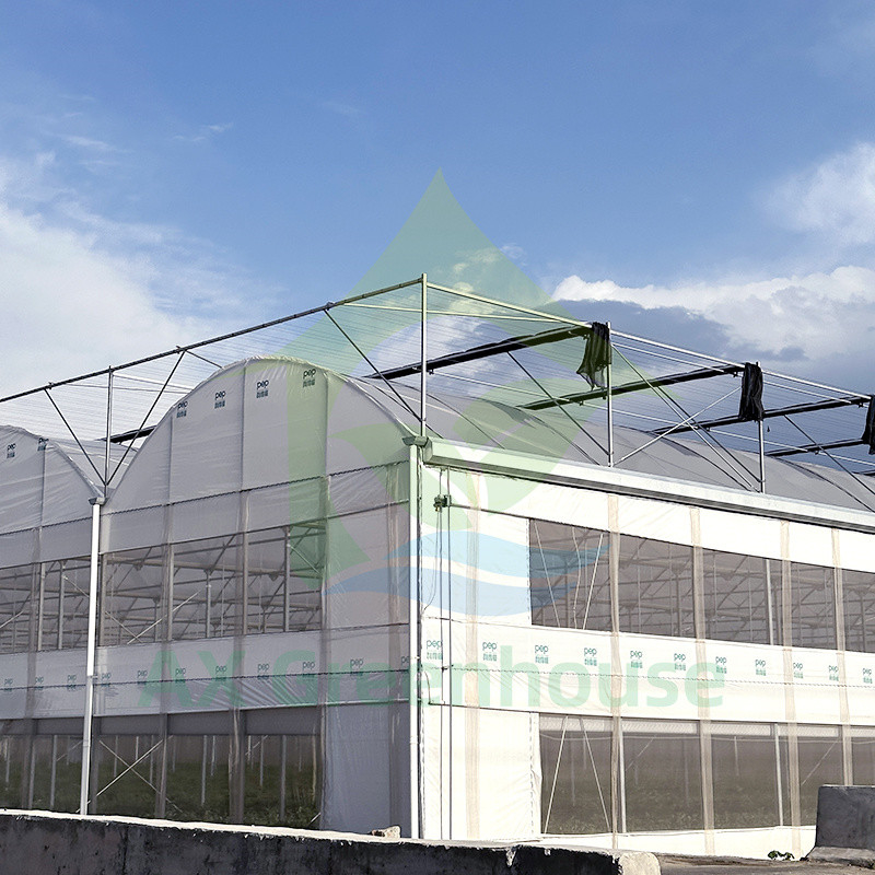 Szklarnia z plastikowego folii PE Multi Span Tomato Poly Tunnel dla owoców i warzyw z siecią cieniową