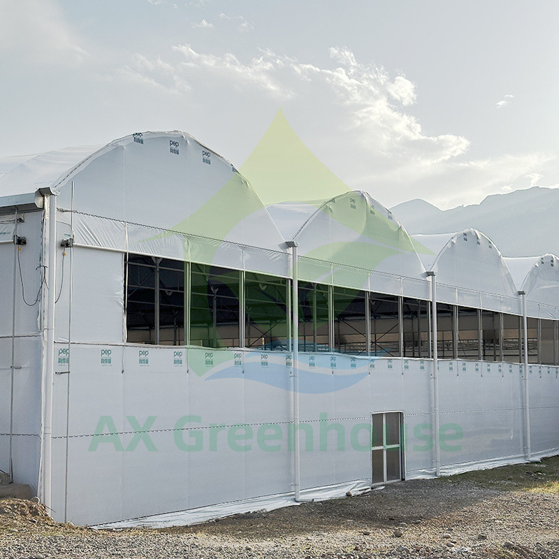Szklarnia z plastikowego folii PE Multi Span Tomato Poly Tunnel dla owoców i warzyw z siecią cieniową