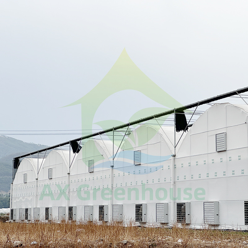 Gorąca sprzedaż Niestandardowe Poly Tunnel Wielopłaszczyznowe UV-odporne szklarni do pomidorów