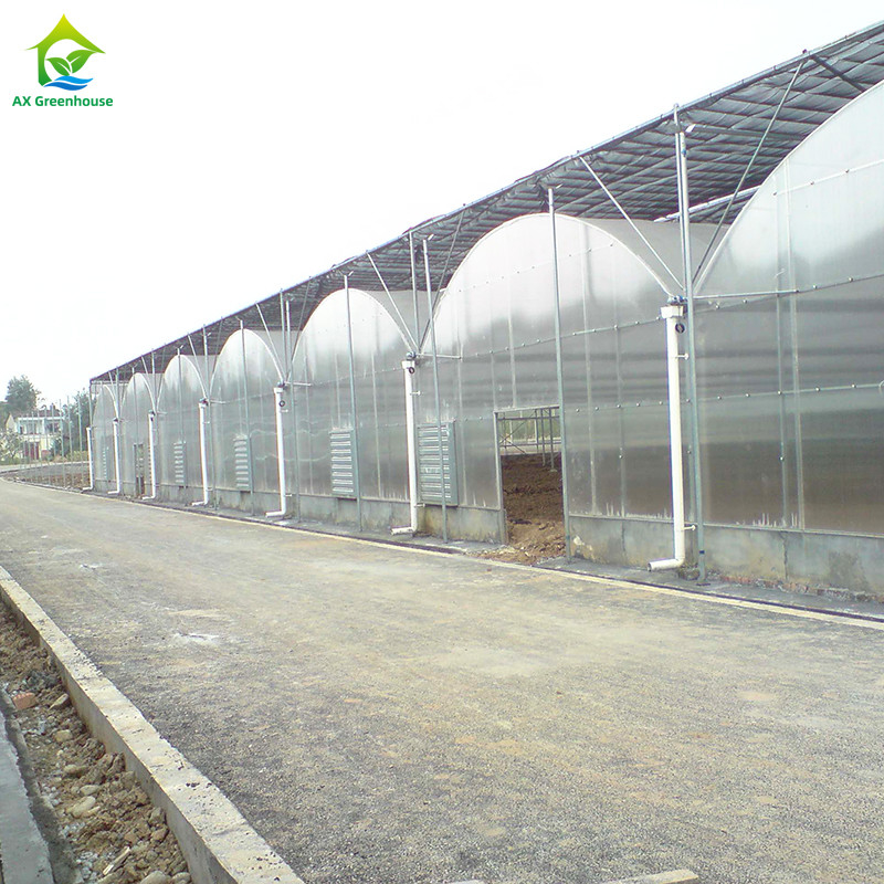Stalowa struktura UV-odporny film Poly Tunnel Multi-span Warzywna szklarni dla pomidorów