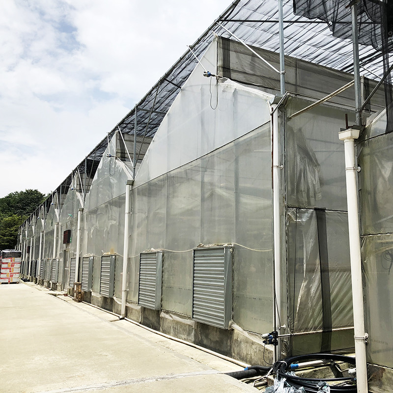 Struktura stalowa Zęby pionowe Polifolia niskotunnelowa Szklarnia rolnicza wielowymiarowa dla zrównoważonej produkcji warzyw