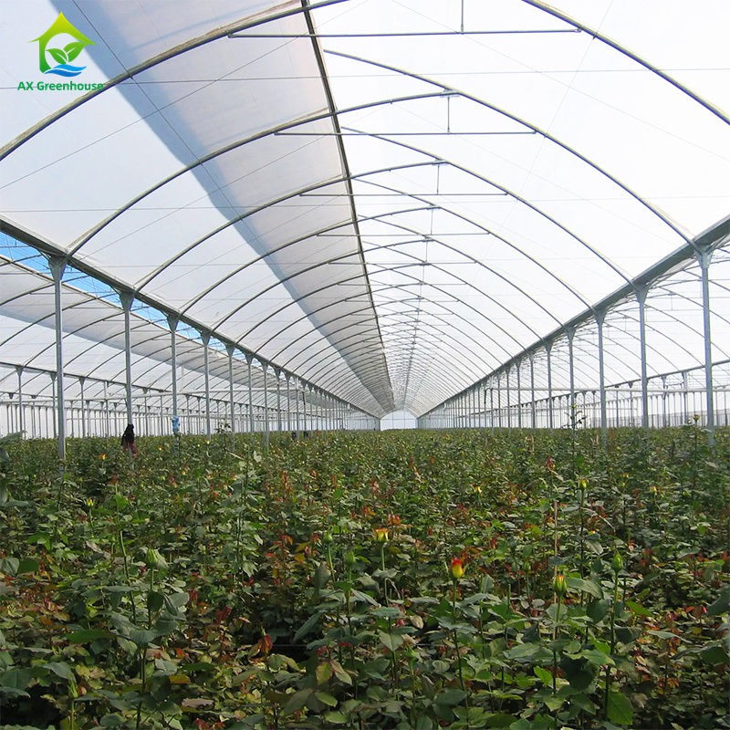 Duży, wieloprzęsłowy tunel foliowy do uprawy warzyw liściastych, pomidorów, ogórków, papryki, bakłażanów, truskawek, arbuzów