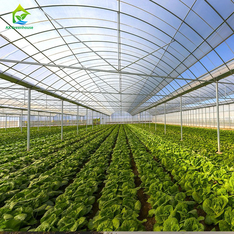 Duży, wieloprzęsłowy tunel foliowy do uprawy warzyw liściastych, pomidorów, ogórków, papryki, bakłażanów, truskawek, arbuzów