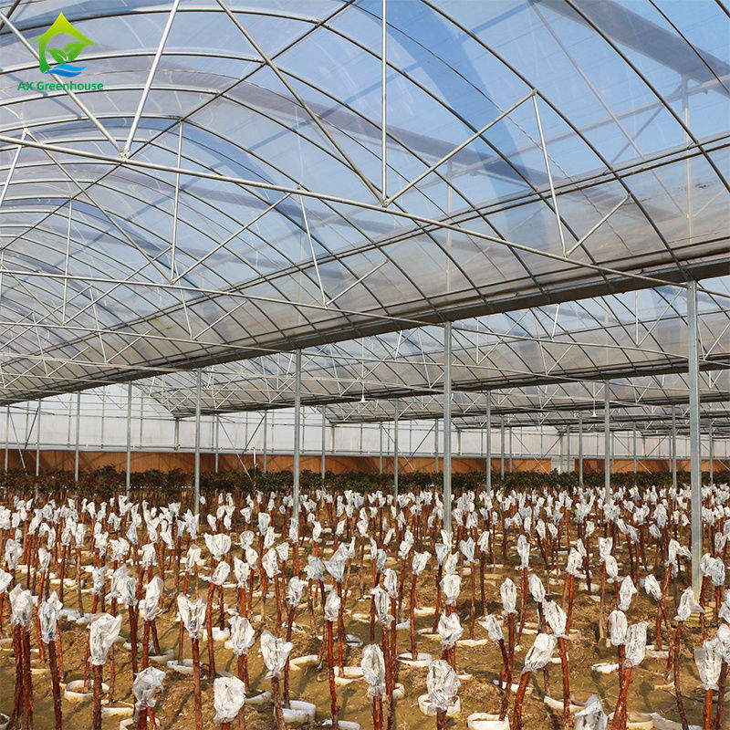 Duży, wieloprzęsłowy tunel foliowy do uprawy warzyw liściastych, pomidorów, ogórków, papryki, bakłażanów, truskawek, arbuzów