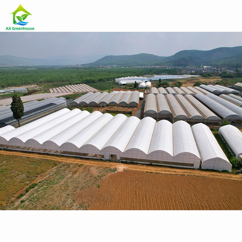 Wielkoskalowe szklarni rolnicze z wieloma przedziałami.
