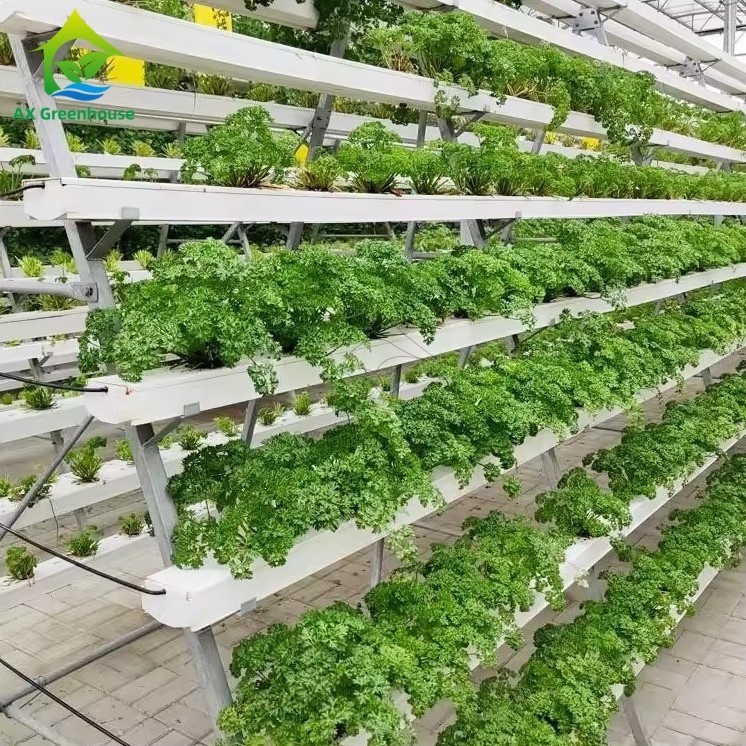 System uprawy bezglebowej w szklarni w kształcie litery A, technika warstwy pożywnej (NFT), wydajna uprawa warzyw